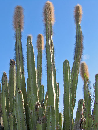 Old man cactus