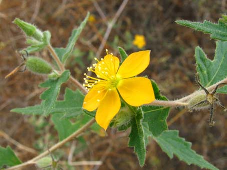 Las flores y fruto de  Mentzelia adhaerens