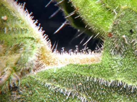 Hairs of leaf and stem of Mentzelia adhaerens