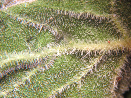 Close up of leaf of Mentzelia adhaerens