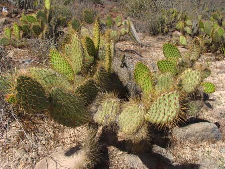 Prickly Pear cactus