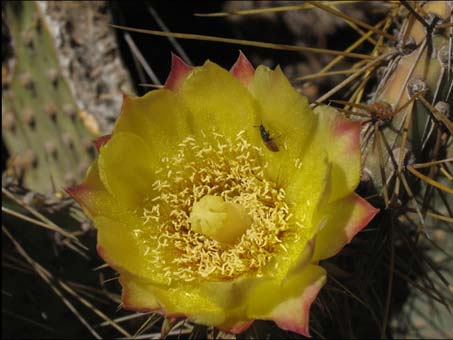 Flor de Opuntia sp.