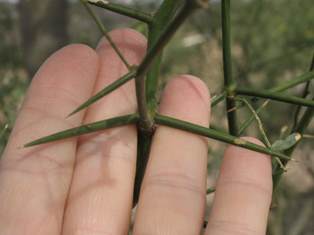 Espinas largas de mesquite