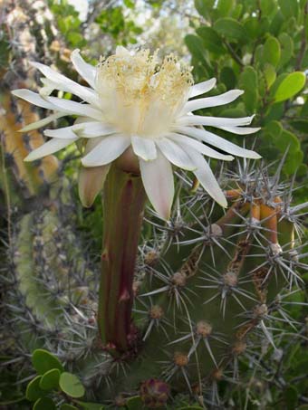 Flor de Pitahaya agria