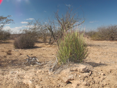 Magdalena vegetation