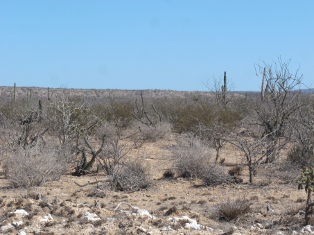 Magdalena vegetation