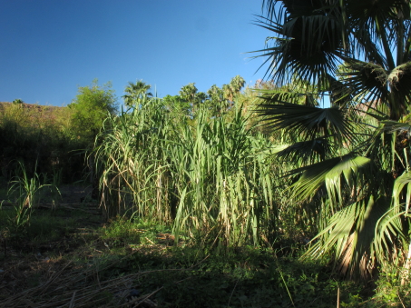 Asequia or irrigation canal