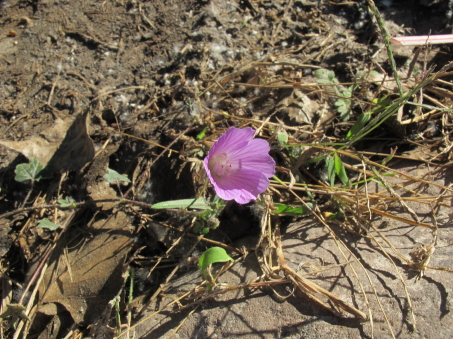 Anoda acerifolia