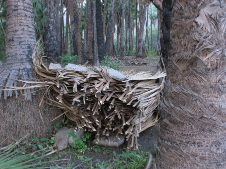 palm leaf crop