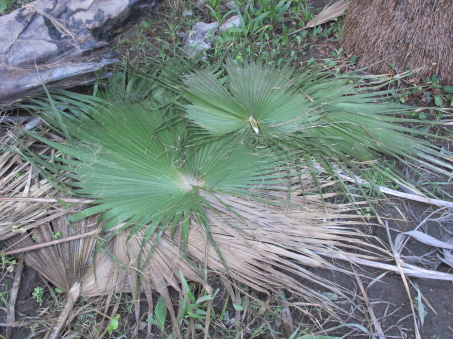 la cosecha de hoja de palma