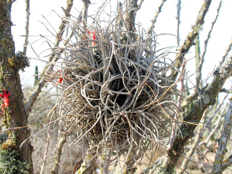 Tillandsia recurvata