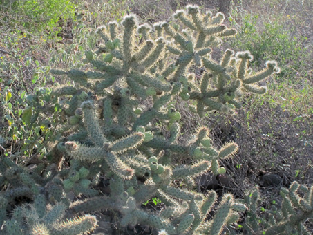 cholla barbona