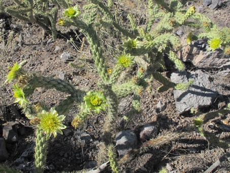 cholla barbona