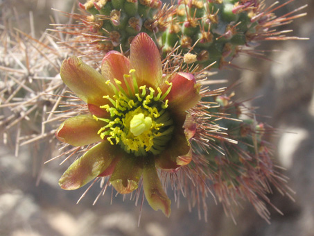 cholla barbona