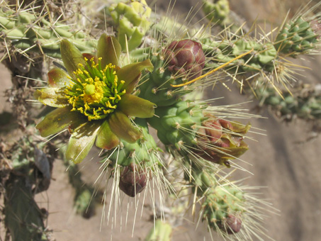 cholla barbona