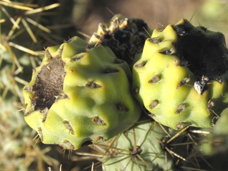 cholla barbona