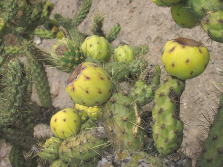 Cholla barbona