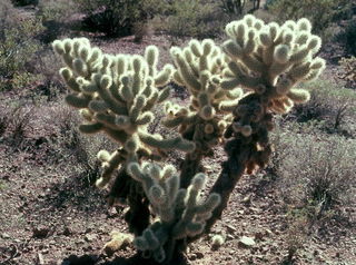 teddy bear cholla