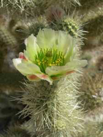 teddy bear cholla