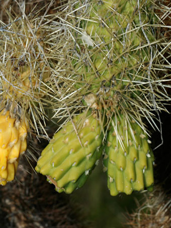 teddy bear cholla