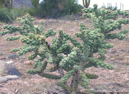 Cholla pelona