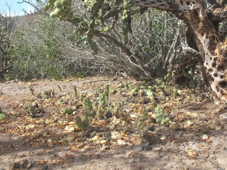 cholla pelona