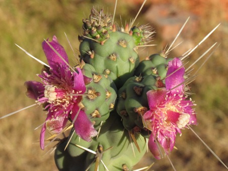 cholla pelona