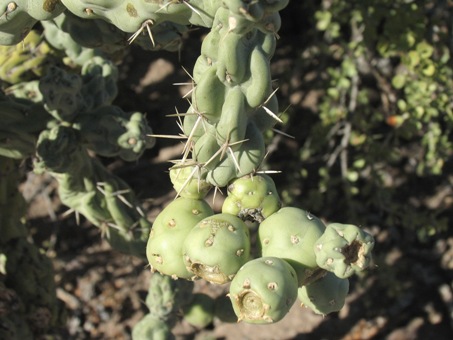 cholla pelona