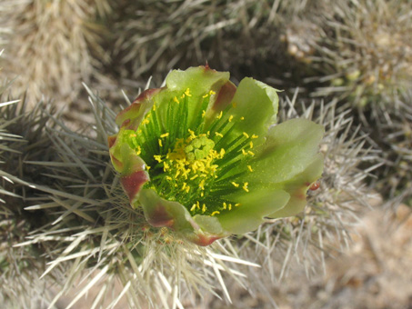 Southern Teddy-bear Cholla