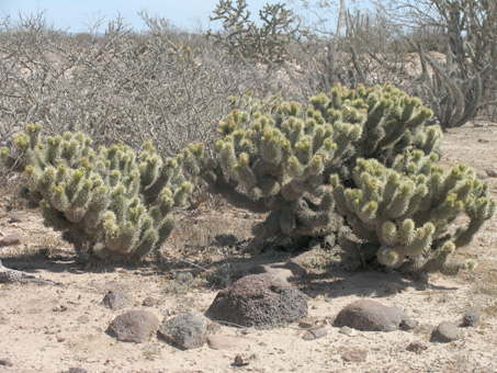 Southern Teddy-bear Cholla