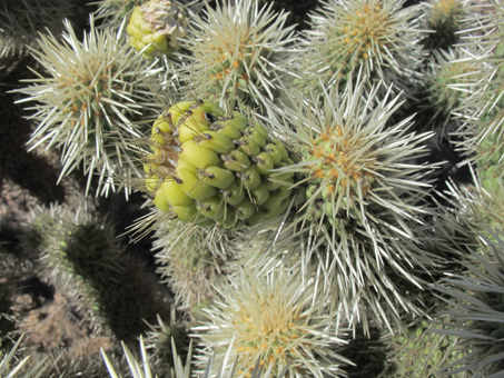 Southern Teddy-bear Cholla