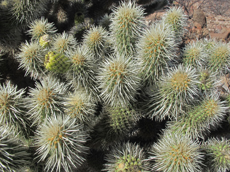 Southern Teddy-bear Cholla