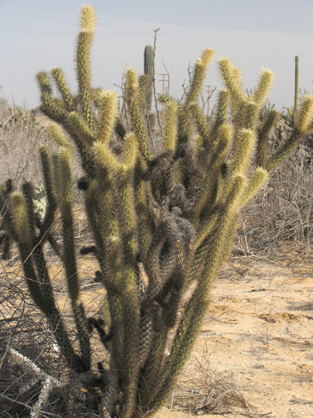 Cataviña cholla