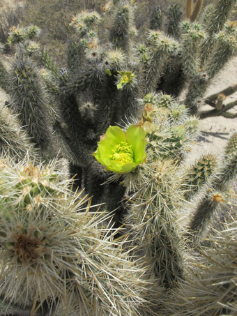 Catavina cholla