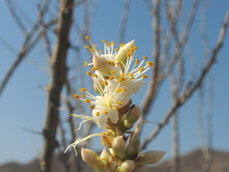 Fouquieria burragei flores