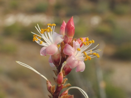 Fouquieria burragei flores