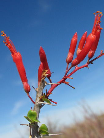 Fouquieria diguetii flores