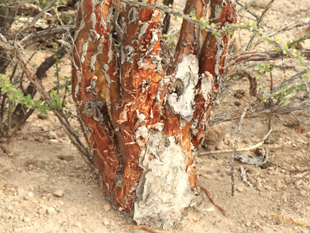 Fouquieria diguetii tronco