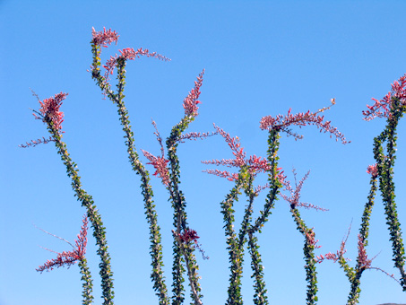 Fouquieria splendens