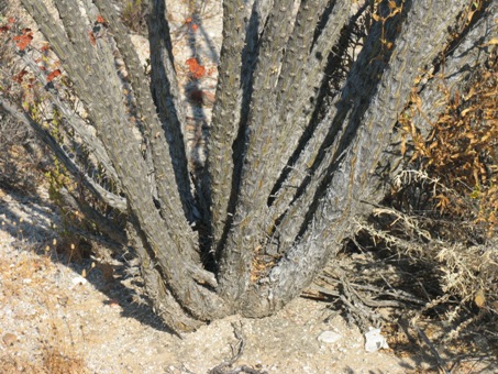 Fouquieria diguetii tronco