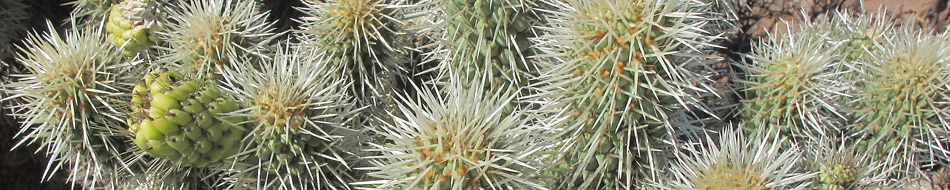 espinas de Cylindropuntia ciribe