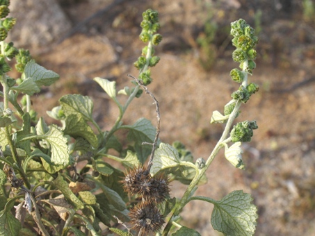 San Diego bur-sage plant