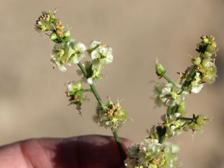 Cheesebush flowers