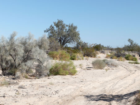 plantas del arroyo