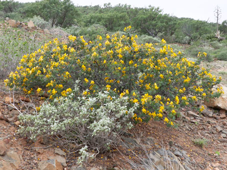 Senna purpusii