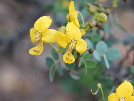 Senna purpusii