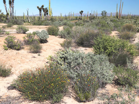 deerweed