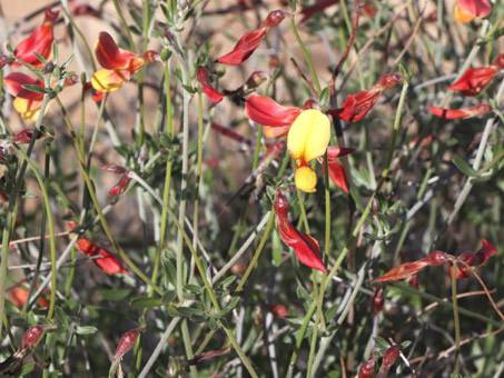 deerweed