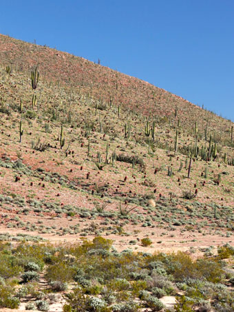 hillside vegetation