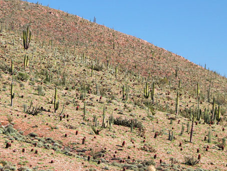 vegetación de ladera